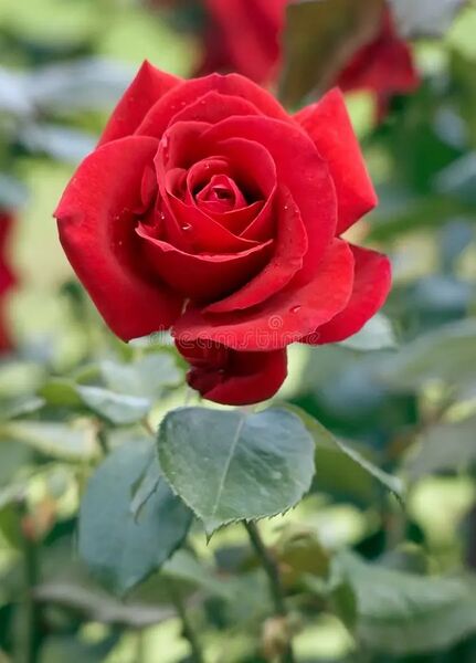 File:Scarlet Rose.jpg